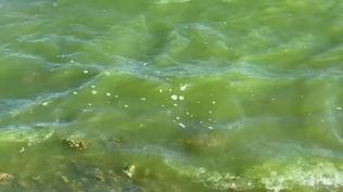 Es casi como estar al lado de un chiquero: detectaron cianobacterias en Soriano