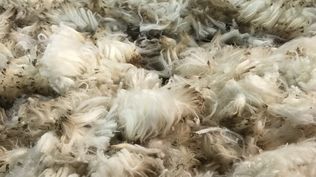 Lanas recién cosechadas.