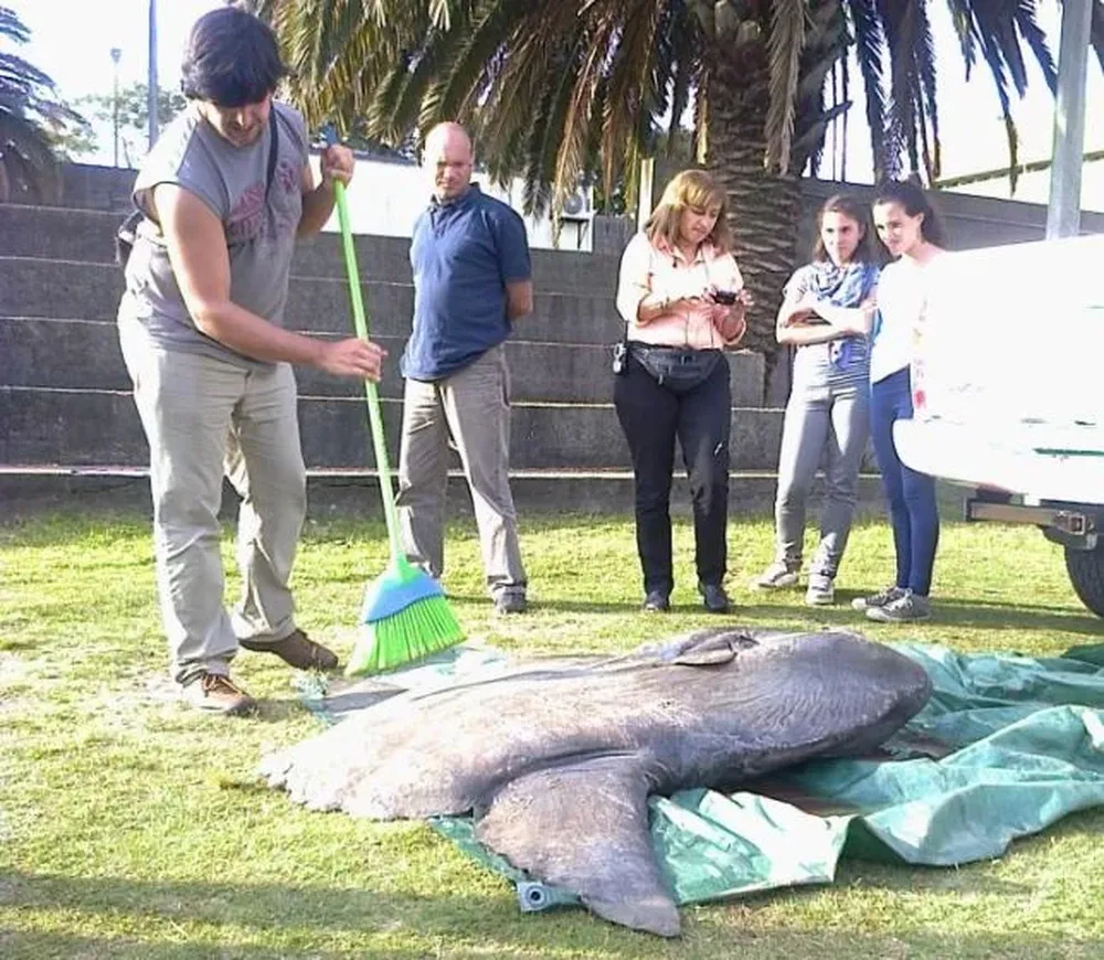 El ejemplar de Mola Mola encontrado en Uruguay está siendo investigado en Facultad de Ciencias de Udelar
