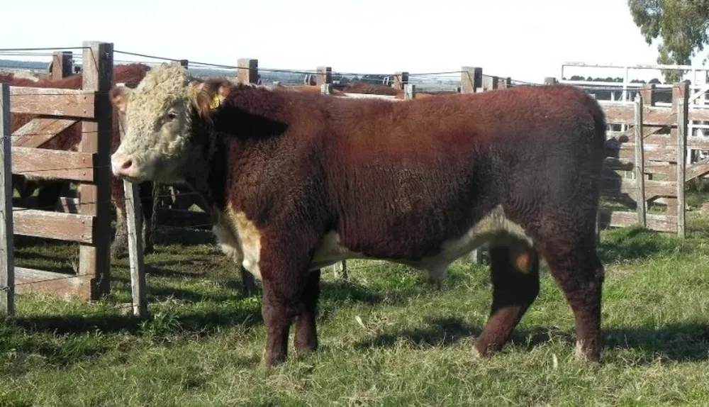 Toro caravana 36, de Carlos Pilón, ganador del grupo dos