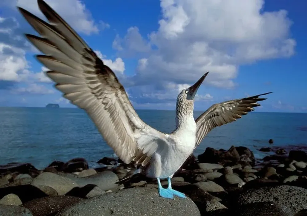 Los piqueros patiazules son famosos justamente por sus patas azules