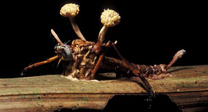 "La mayor parte de los insectos tienen algún parásito en específico que los puede volver zombis", dice Cota Hiriart.