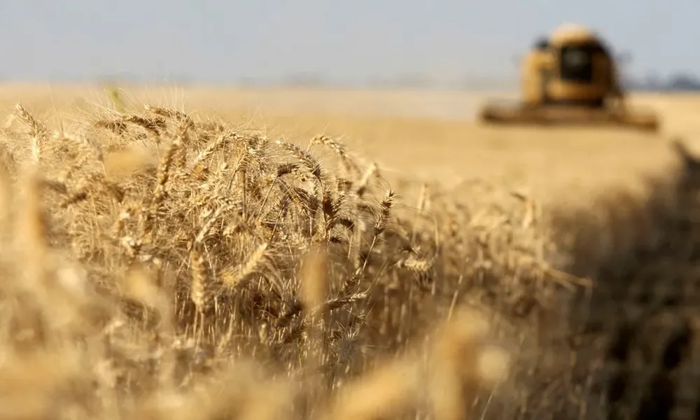 El área de cereales de invierno tendrá un crecimiento
