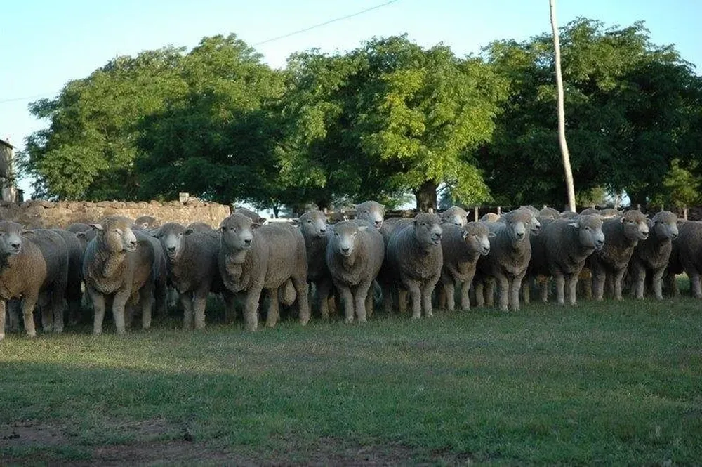 Otra gran oferta que rematará el escritorio Valdez y Cía en Tacuarembó