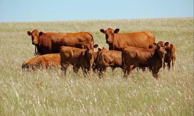 En Paysandú se desarrolla la cría de una raza sintética adaptada a las condiciones productivas y ambientales actuales de Uruguay.
