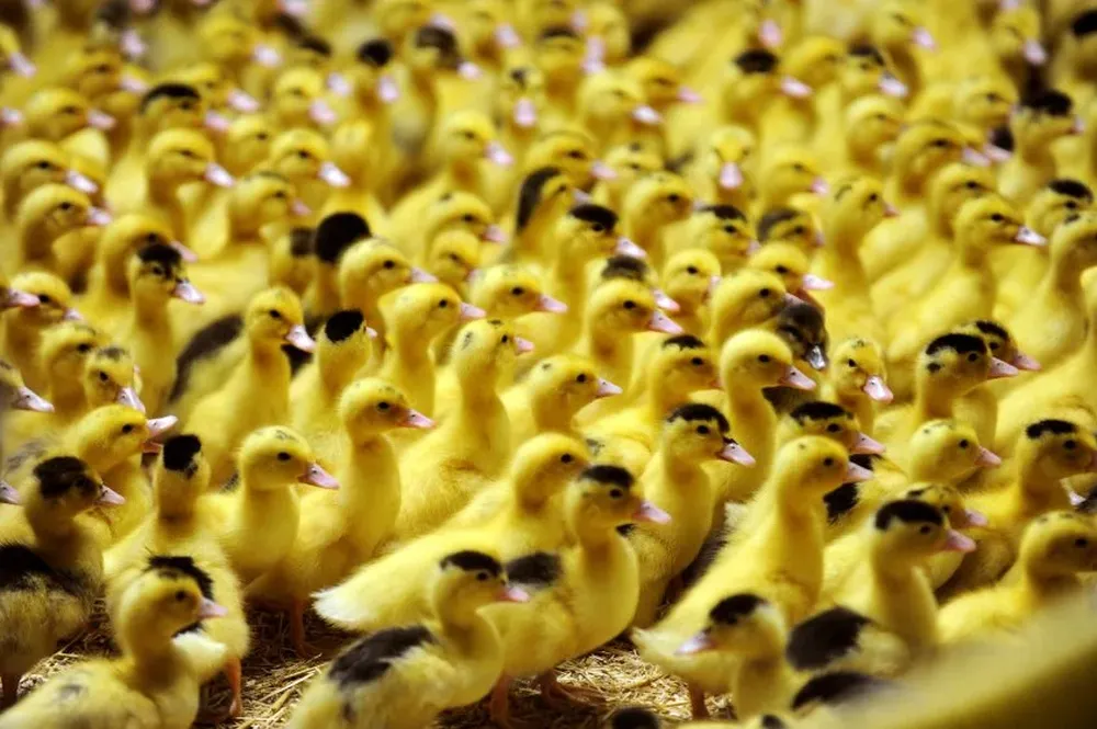 Patitos en una granja de aves en Toulouzette, durante la primera repoblación del rebaño, Francia.