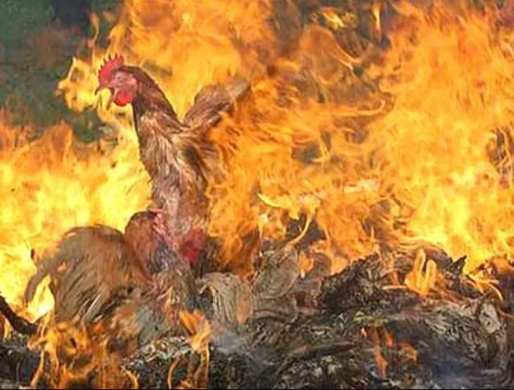 La necesidad de cortar de raíz los contagios no solo obedece a la demanda de alimento humano sino al contagio a especies de mamíferos.