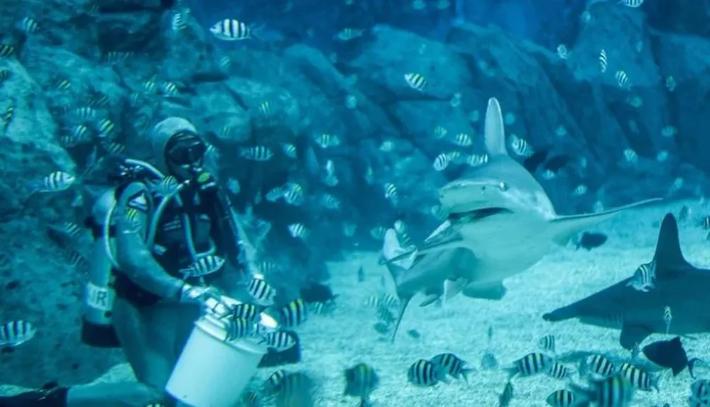 La encantadora de tiburones Cristina Zenato en el acuario de Sentosa, en Singapur