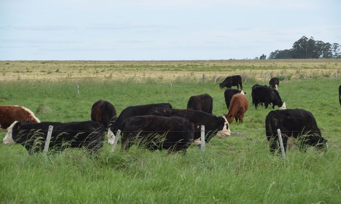 Compraventas de tierras: incremento de operaciones durante el primer semestre de este año.
