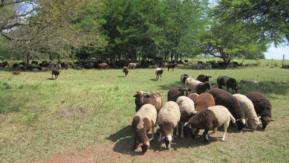 Guías para mejorar en la producción de ovinos.
