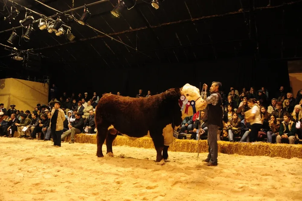 El Gran Campeón Polled Hereford adquirido por Retrogen