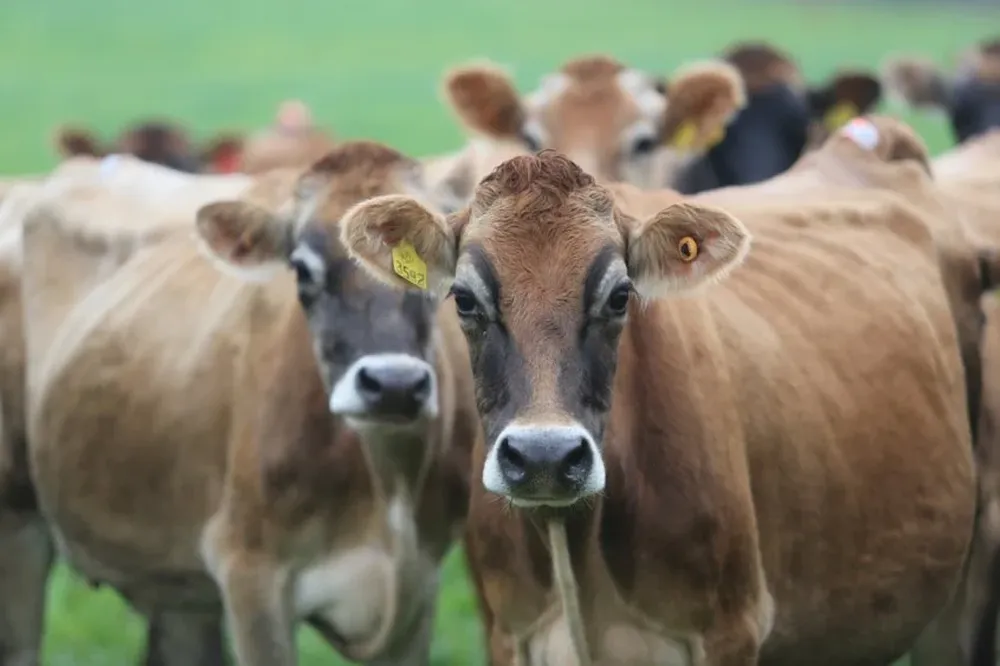 Inale avanza en los análisis para solucionar problemas productivos y financieros del sector lechero