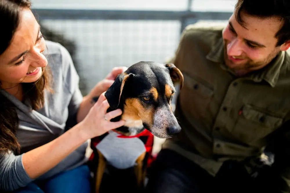 cómo ayudan los perros de apoyo emocional con la ansiedad