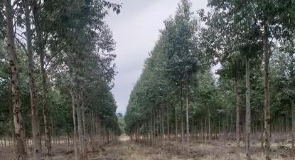 Esta fue la primera operación de magnitud que AF cerró al exterior.