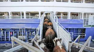 Vacas: exportación de ganado en pie desde el puerto de Montevideo (foto de archivo).