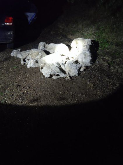 20240809 Policía Caminera detuvo a un hombre que se había robado ocho ovejas en Salto