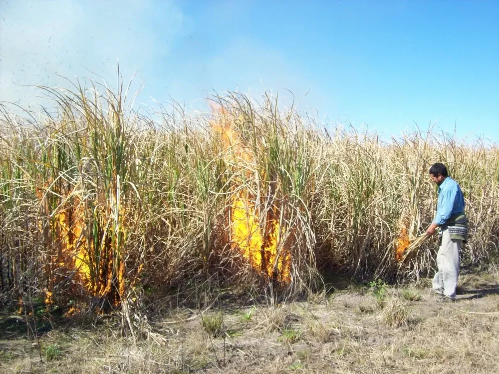 Los productores y ALUR llegaron a un acuerdo para fijar el precio de la zafra 2020-21.