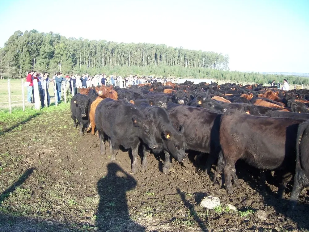 Un rodeo durante una gira Angus