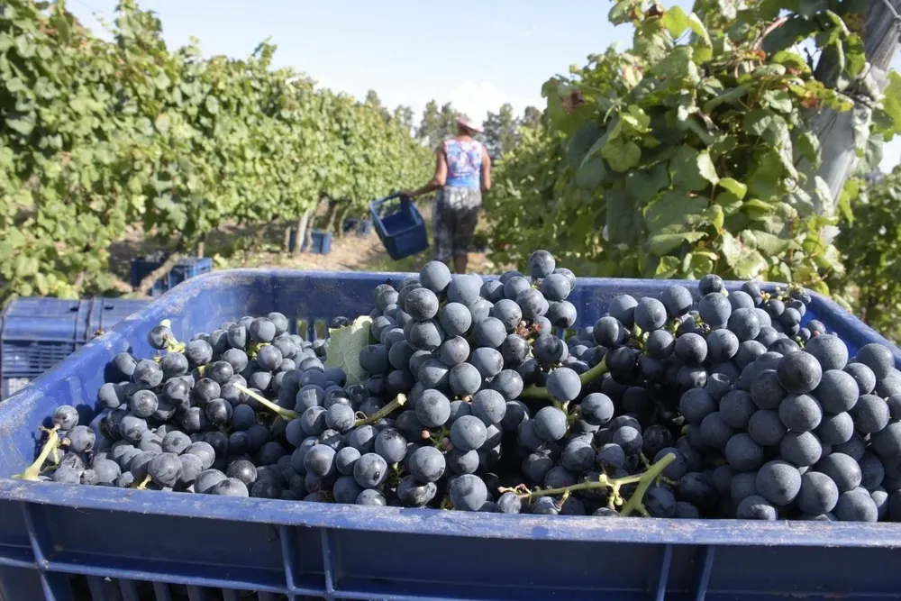Viñedos en Uruguay.