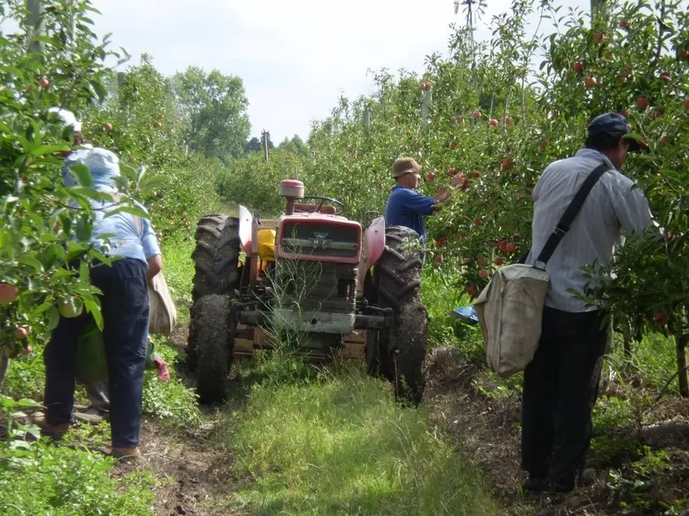 Estamos en un año de elevada producción de manzanas.
