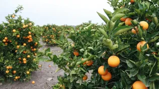 Caputto volverá a dar pérdidas en 2018, pero calificadora confía en mejora