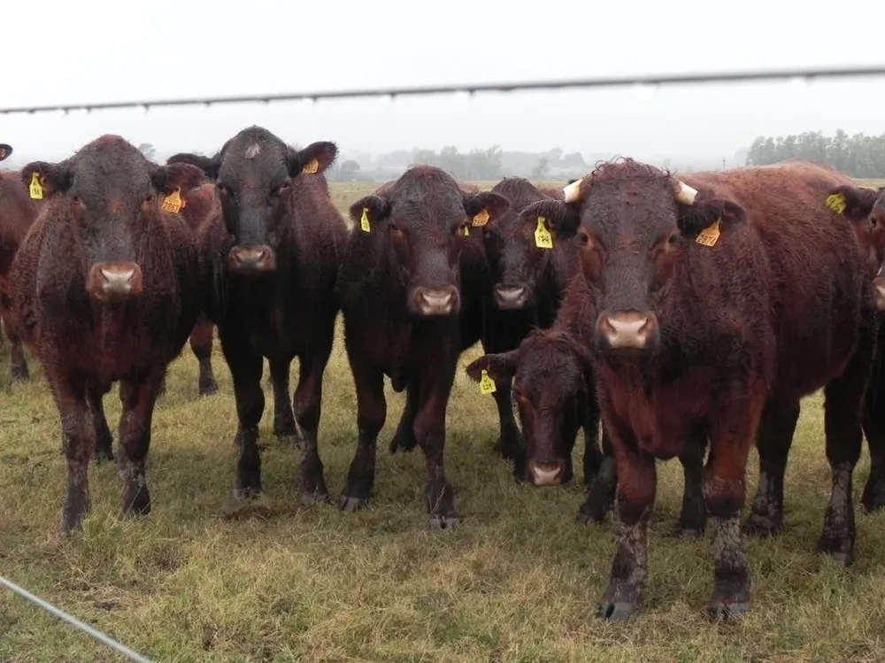 El tiempo de espera deberá figurar en el prospecto y etiquetado del producto en forma destacada.