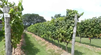 El Observador | Para 2014 se espera cosechar más de 100 millones de kilos