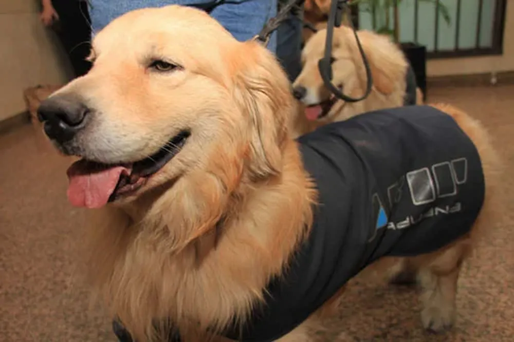Los perros busca dólares argentinos