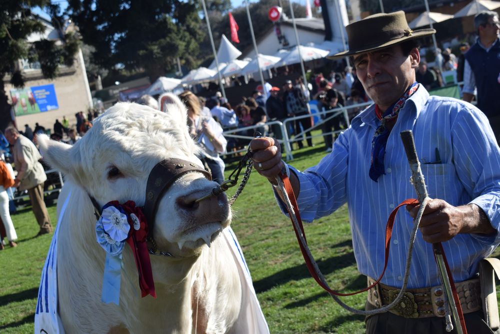 Rural del Prado: el Gran Campeón del Charolais en una jura histórica: la primera desde que falta El Mono José Jorge de Boismenú.