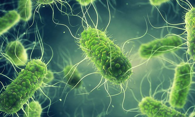 Alerta por salmonela en un lote de hamburguesas de pollo en&nbsp; España