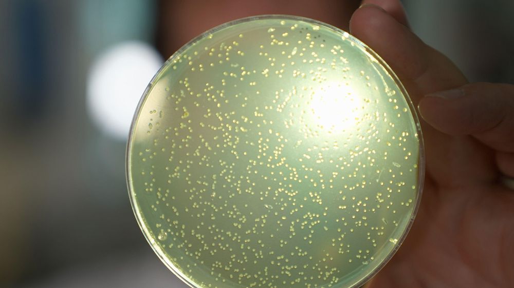 Los científicos empezarán a desarrollar herramientas para crear secciones cada vez mayores de ADN humano.