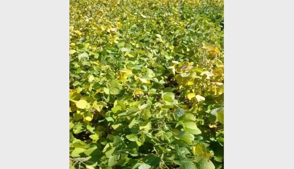 Soja donde accionó el producto Ópera