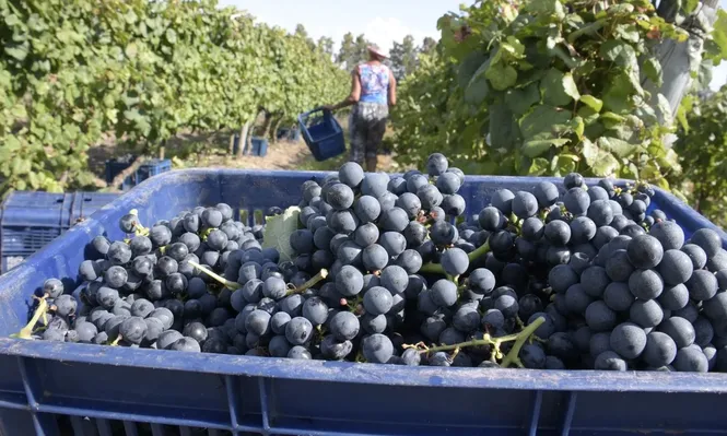 Vitivinicultores prevén que la vendimia se pueda anticipar.