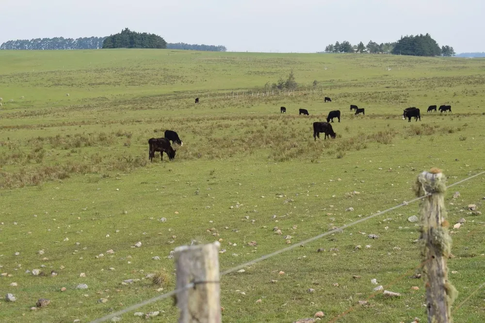 Silveira Negocios Rurales ha recibido muchas consultas sobre la venta de campos.