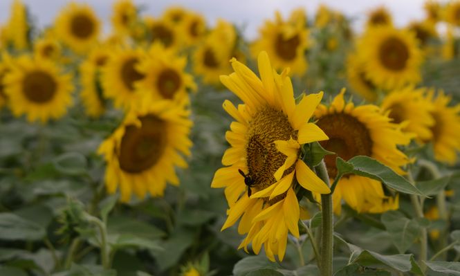 Agricultores y la campaña de verano: alegría por rindes y márgenes obtenidos con el girasol (foto: área de ensayo en el predio de la Expoactiva Nacional).