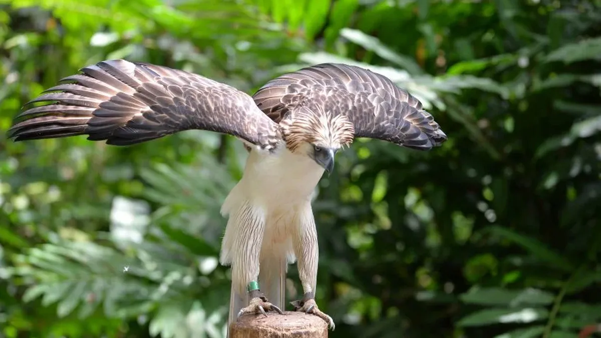 Ecologistas intentan salvar de la extinción al águila de Filipinas