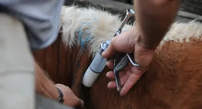 Uruguay vacuna para evitar la existencia de la enfermedad y es reconocido como país libre de fiebre aftosa.