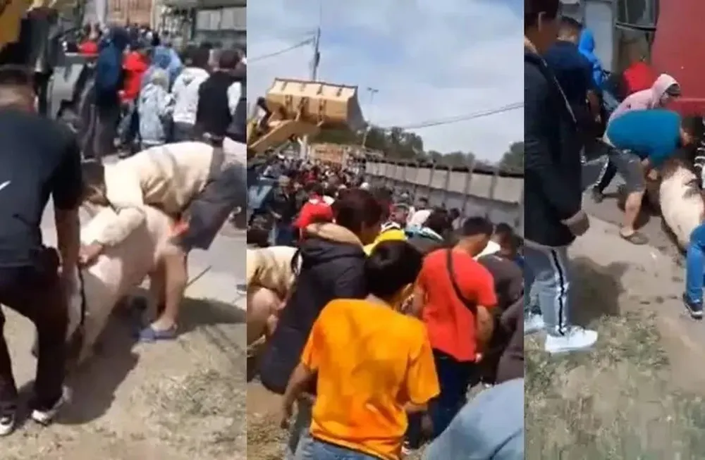 Vecinos se llevaron cerdos vivos