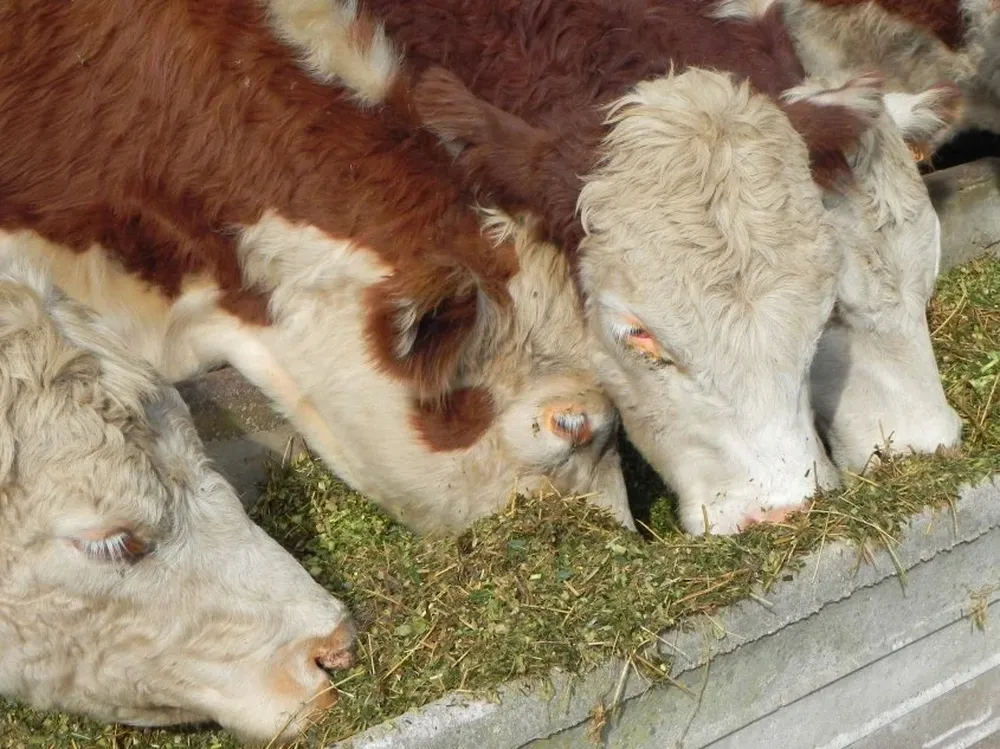 Comparando abril de 2015 con abril de 2016 cayeron el consumo y las exportaciones.