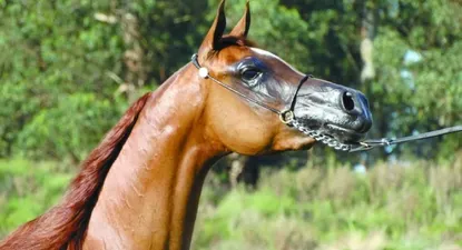 El Observador | 0025297802.webp