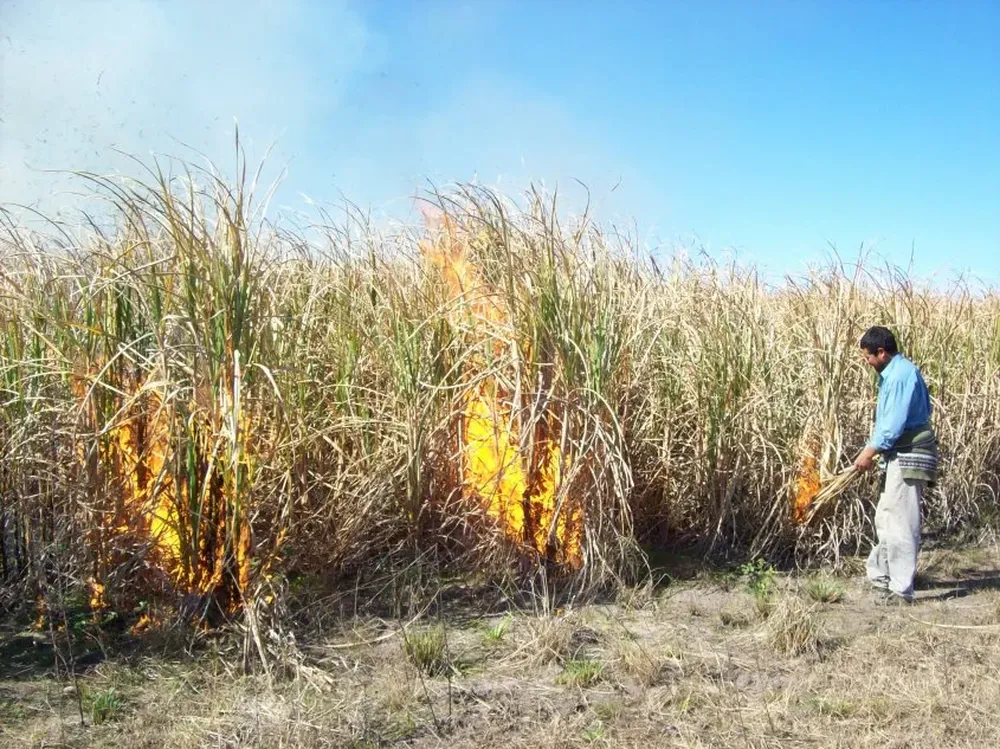 Inicio de la cosecha de la caña según el sistema tradicional, que involucra la quema.