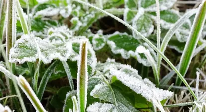 El Observador | 0027443248.webp