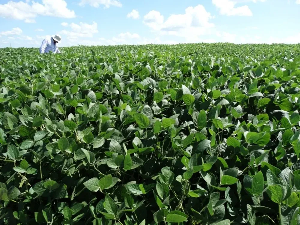 Las expectativas de rendimiento se mantienen elavadas