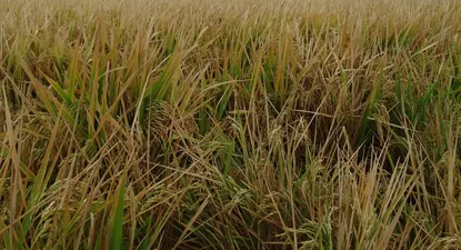Cultivo de arroz.