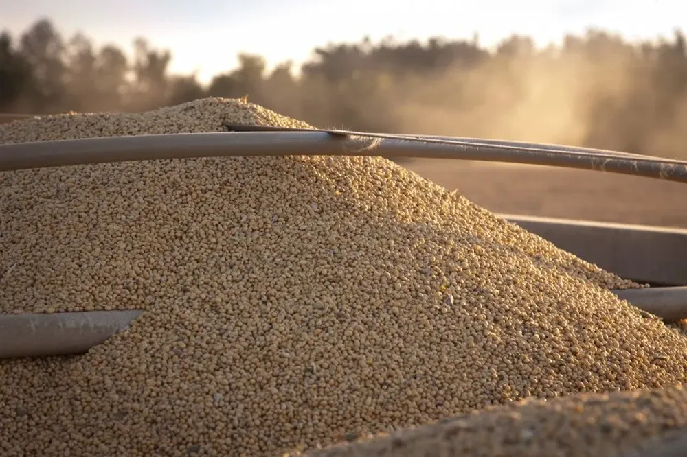 Cosecha de soja, más atrasada que nunca en Uruguay.