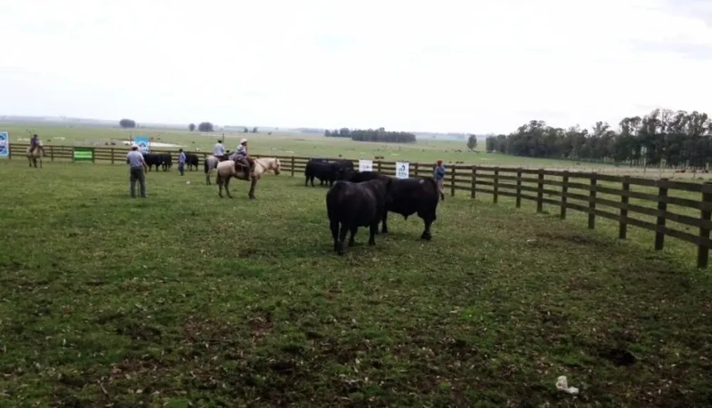 Una vista de la calificación en la raza Aberdeen Angus presentada en Lascano