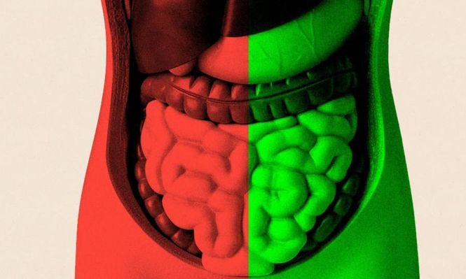 Pasé meses tratando de averiguar si mejorar mi salud intestinal podría ayudarme a envejecer mejor