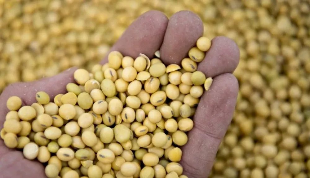 La oleaginosa bajará un escalón en 2015