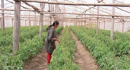 El Observador | El exceso de lluvias puede cambiar cambiar los pronósticos productivos