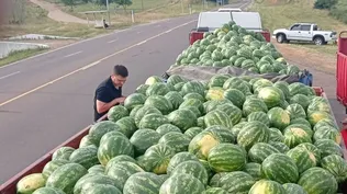 La incautación puso felices a los productores locales y sucede cuando arranca la zafra anual de venta de sandía.